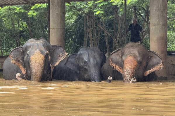 This photo provided by the Elephant Nature Park shows three of the roughly 100 elephants who are stuck in rising flood waters at the park in Chiang Mai Province, Thailand, Thursday, Oct. 3, 2024. (Darrick Thompson/Elephant Nature Park Via AP)