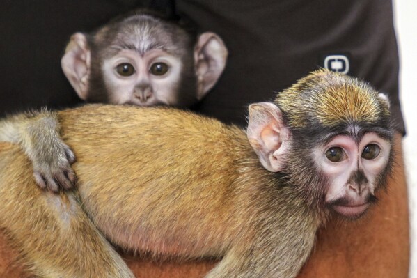 CORRECTS DATE TO AUG. 8, 2024 - This photo, provided by the Rosamond Gifford Zoo, in Syracuse, NY, Thursday, Aug. 8, 2024, shows a pair of half-sister, baby patas monkeys born at the zoo weeks apart in April and May 2024, that are are being hand-raised by keepers after their mothers showed a lack of maternal instinct, a zoo official said Thursday. (Rosamond Gifford Zoo via AP)