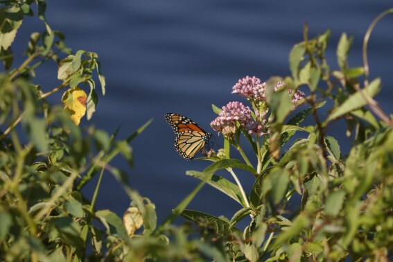 A monarch butterfly rests on a milkweed plant at the waters edge at Abbott's Mill Nature Center in Milford, Del., Monday, July 29, 2019. Farming and other human development have eradicated state-size swaths of its native milkweed habitat, cutting the butterfly's numbers by 90% over the last two decades. It is now under considered for listing under the Endangered Species Act. (AP Photo/Carolyn Kaster)