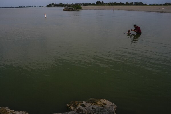 People wade in Lake Erie during an algal bloom, Monday, Aug. 26, 2024, at Maumee Bay State Park in Oregon, Ohio. (AP Photo/Joshua A. Bickel)