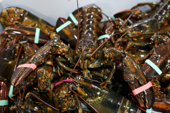 FILE - Lobsters sit in a crate at a shipping facility, Nov. 18, 2020, in Arundel, Maine. (AP Photo/Robert F. Bukaty, File)