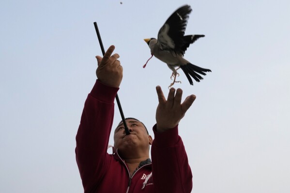 Xie Yufeng, a 39-year-old cook, throws a bird up as he shoots a bead through a tube for it to catch in mid-air, practising a Beijing tradition that dates back to the Qing Dynasty, outside a stadium in Beijing, Tuesday, March 26, 2024. Today, only about 50-60 people in Beijing are believed to still practice it. (AP Photo/Ng Han Guan)