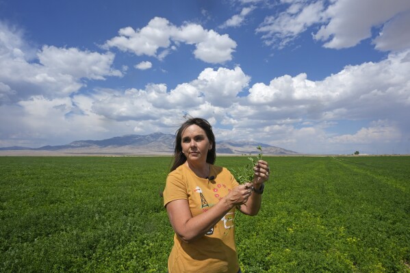 Janille Baker, Baker ranch's controller, stands in a field on the Baker Ranch Monday, Sept. 9, 2024, in Baker, Nevada. (AP Photo/Rick Bowmer)