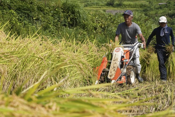 A farmer operates harvester machine on a rice terrace during harvest in Kamimomi village, Okayama prefecture, Japan on Sept. 7, 2024. (AP Photo/Ayaka McGill)