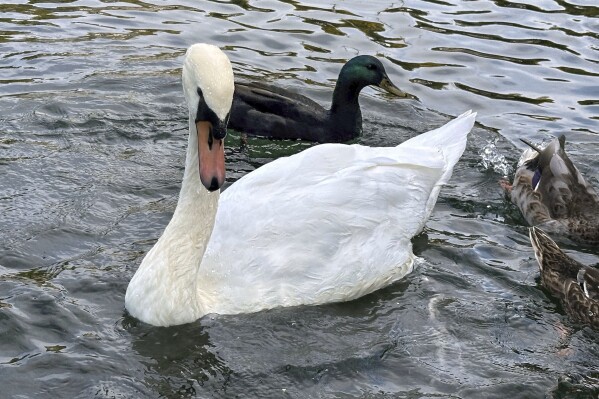 A mute swans swims with ducks in Manlius Swan Pond, in Manlius, N.Y., Sept. 17, 2024 (AP Photo/Carolyn Thompson)